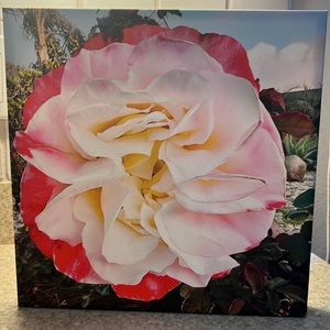 SOLD..sold New 12x12 photo canvas ROSE
